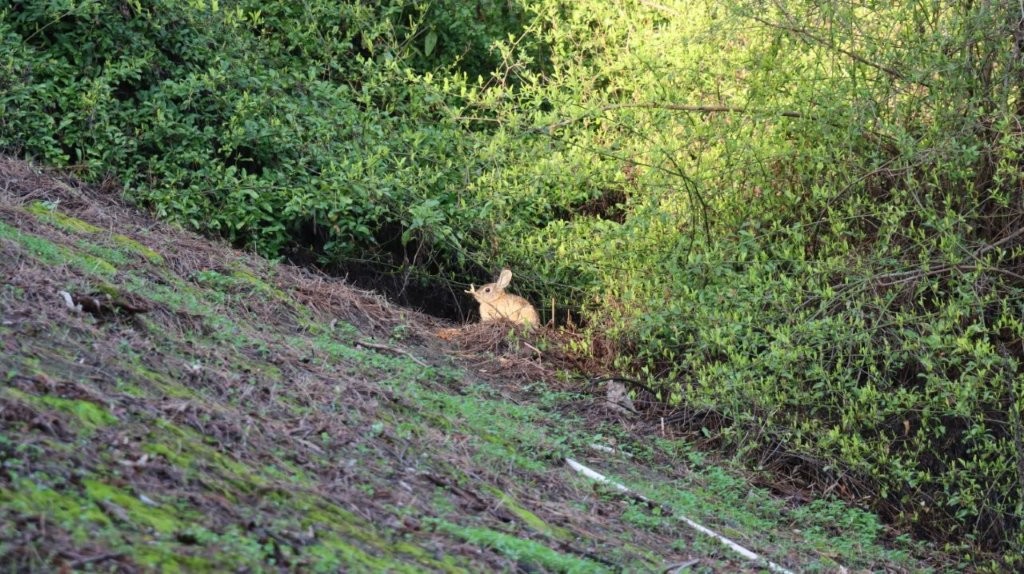 A rabbit in the woods

AI-generated content may be incorrect.
