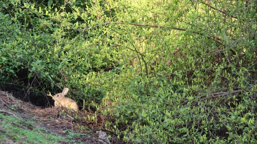 A rabbit in the woods

AI-generated content may be incorrect.