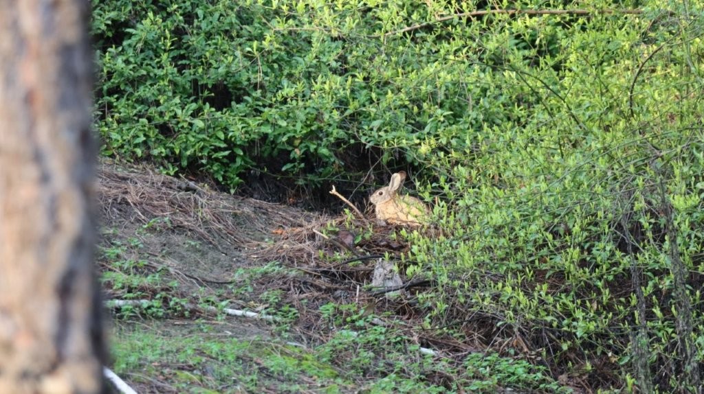 A rabbit in a bush

AI-generated content may be incorrect.