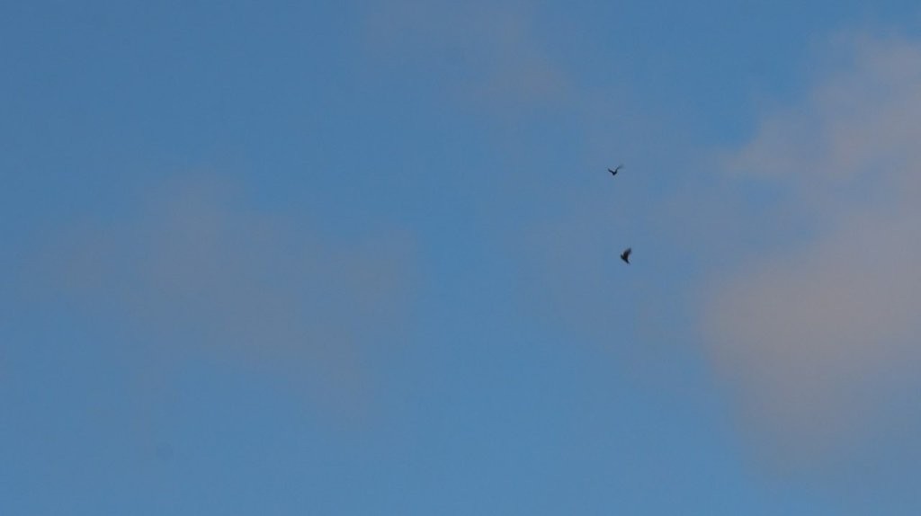 Birds flying in the sky

AI-generated content may be incorrect.
