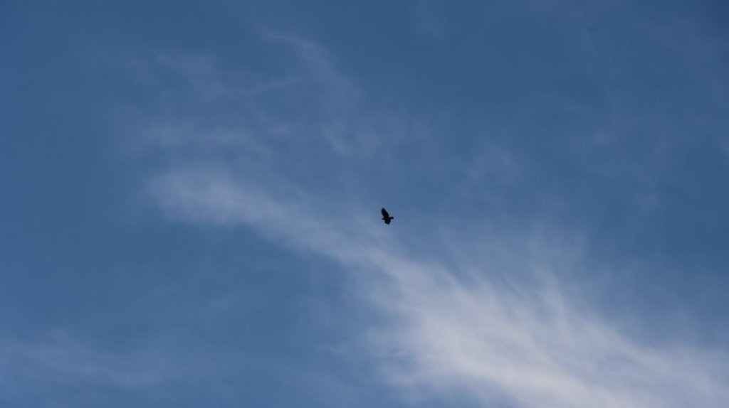 A bird flying in the sky

AI-generated content may be incorrect.