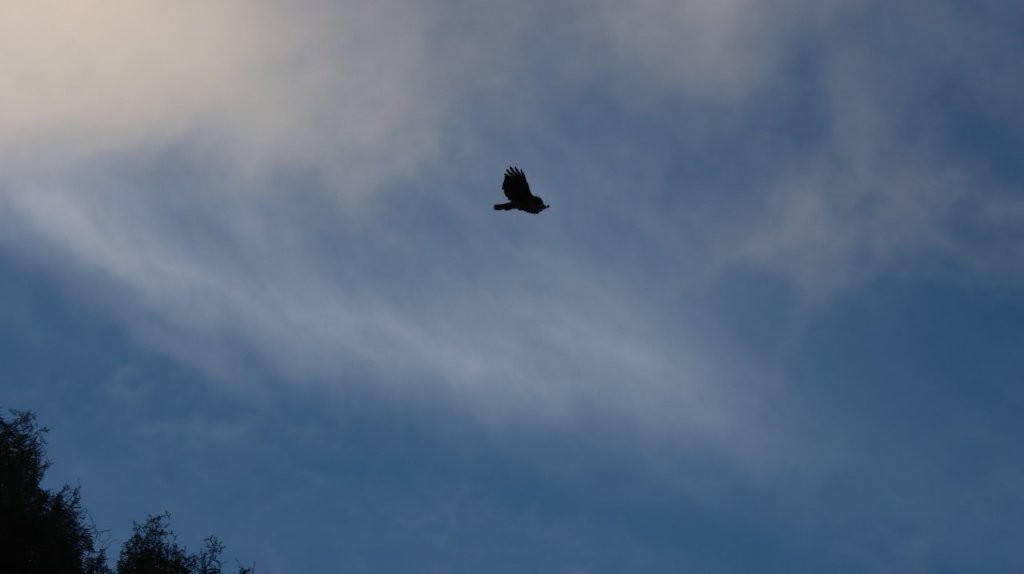 A bird flying in the sky

AI-generated content may be incorrect.