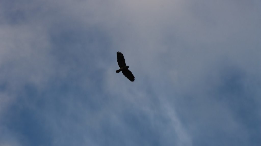 A bird flying in the sky

AI-generated content may be incorrect.