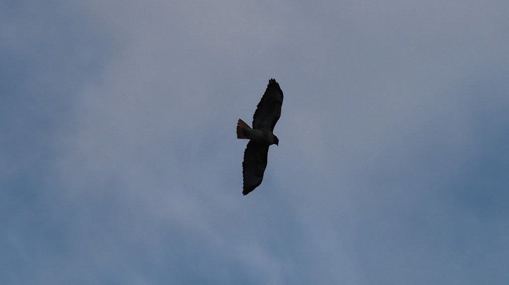 A bird flying in the sky

AI-generated content may be incorrect.