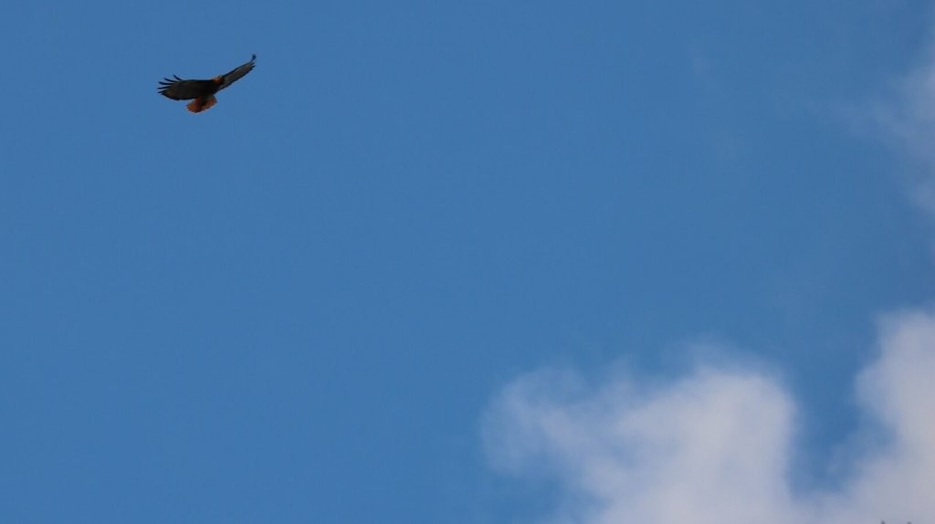 A bird flying in the sky

AI-generated content may be incorrect.