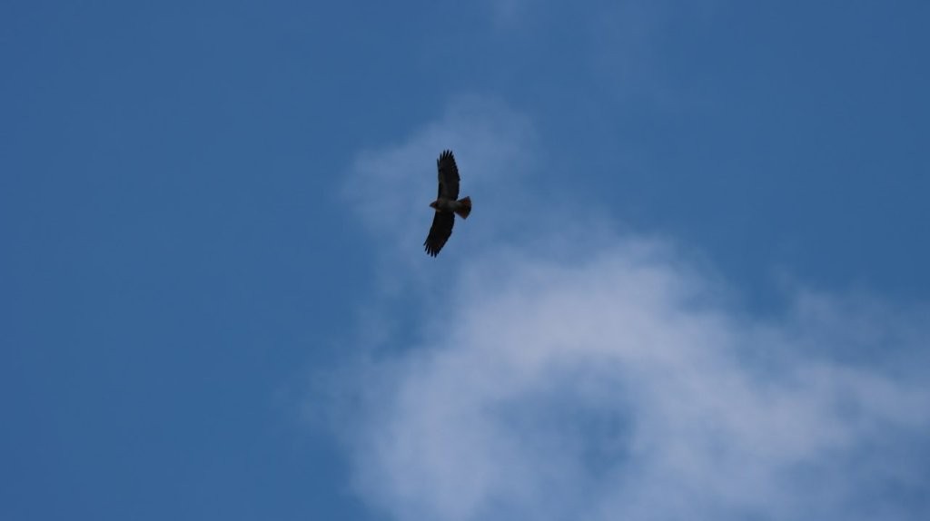 A bird flying in the sky

AI-generated content may be incorrect.
