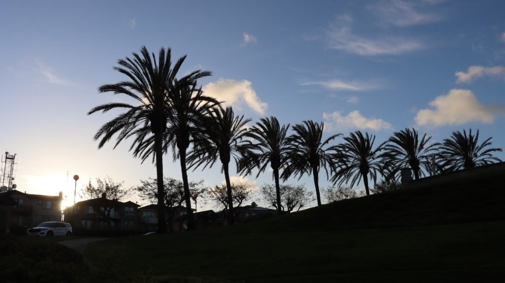 A group of palm trees

AI-generated content may be incorrect.