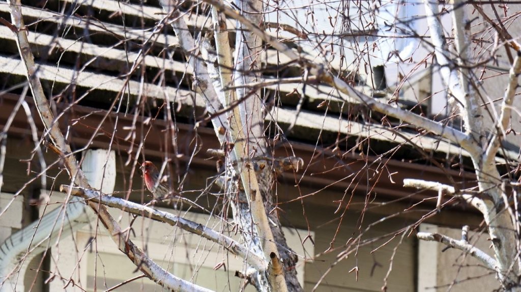 A tree with no leaves

AI-generated content may be incorrect.