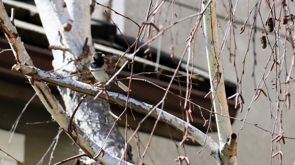 A bird sitting on a tree branch

AI-generated content may be incorrect.