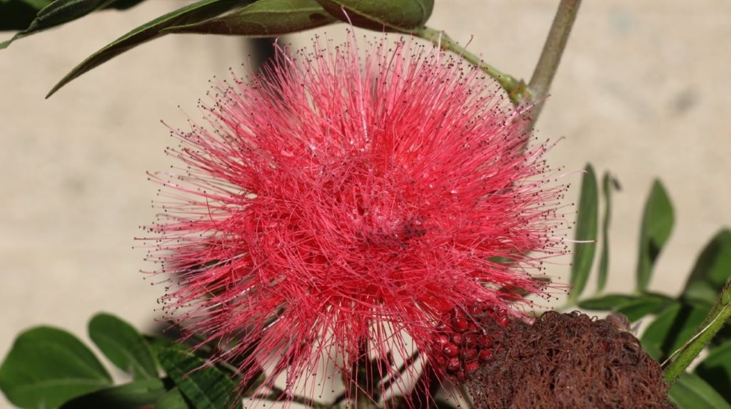 A close-up of a flower

AI-generated content may be incorrect.
