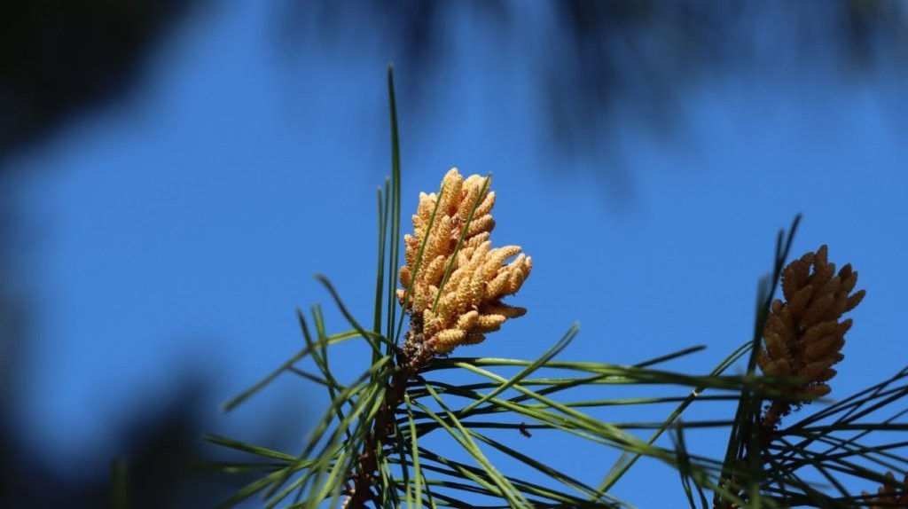 A close-up of a pine tree branch

AI-generated content may be incorrect.