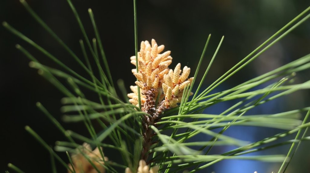 A close-up of a pine tree

AI-generated content may be incorrect.