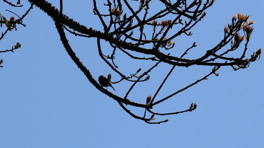 A bird on a tree branch

AI-generated content may be incorrect.