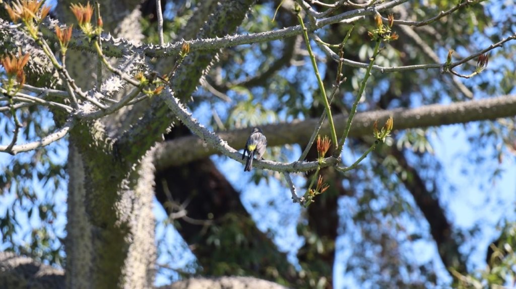 A bird sitting on a branch

AI-generated content may be incorrect.