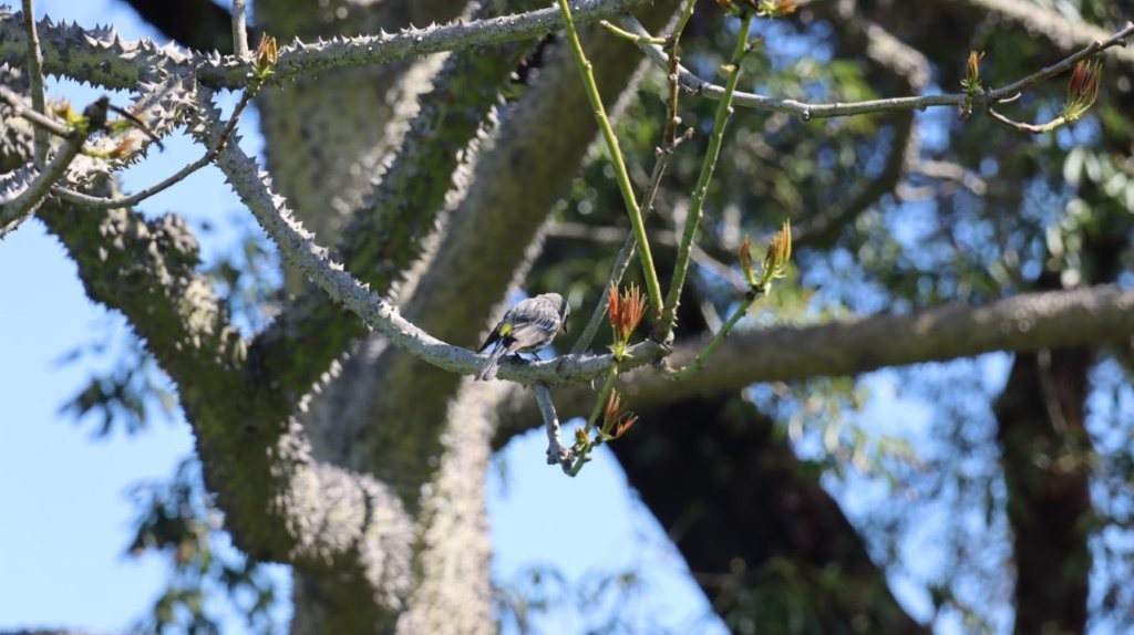 A bird on a branch

AI-generated content may be incorrect.