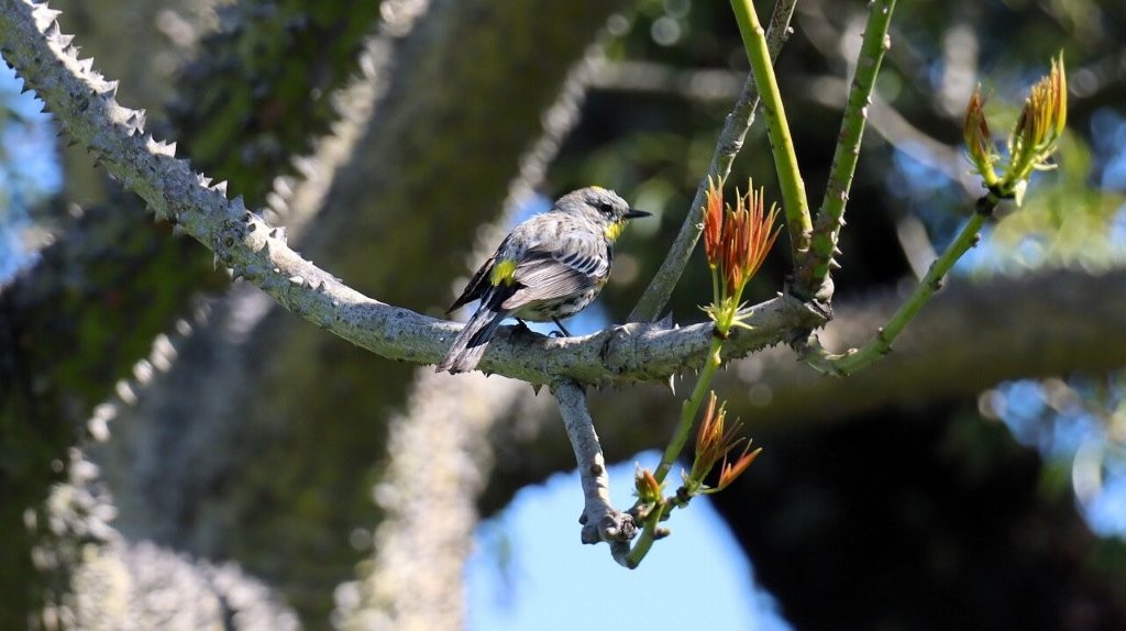 A bird on a branch

AI-generated content may be incorrect.