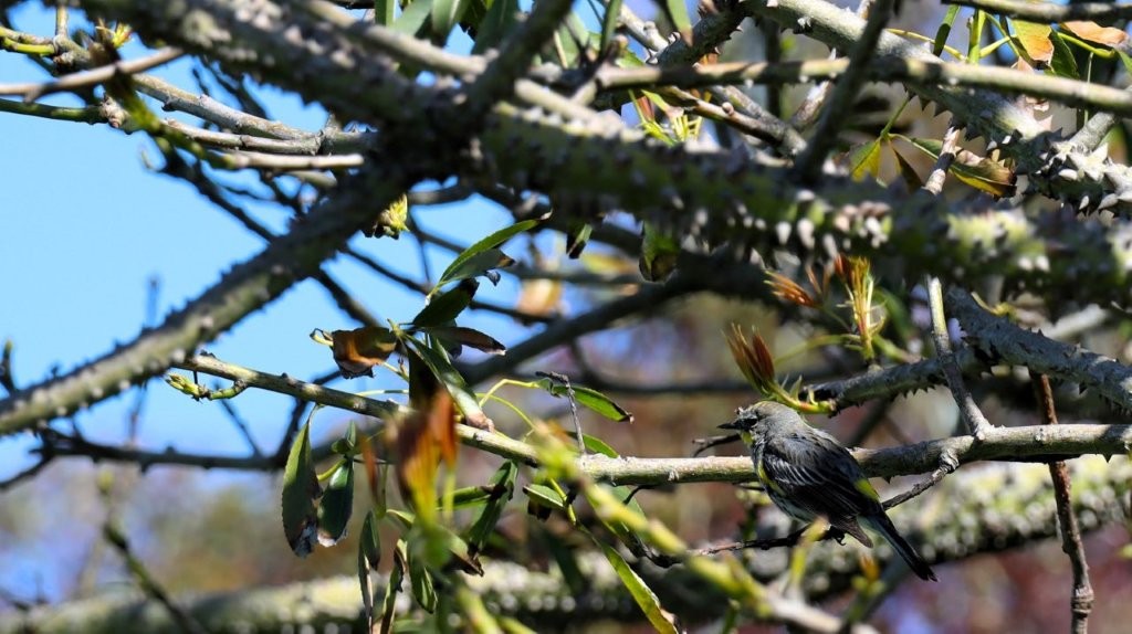 A bird on a branch

AI-generated content may be incorrect.