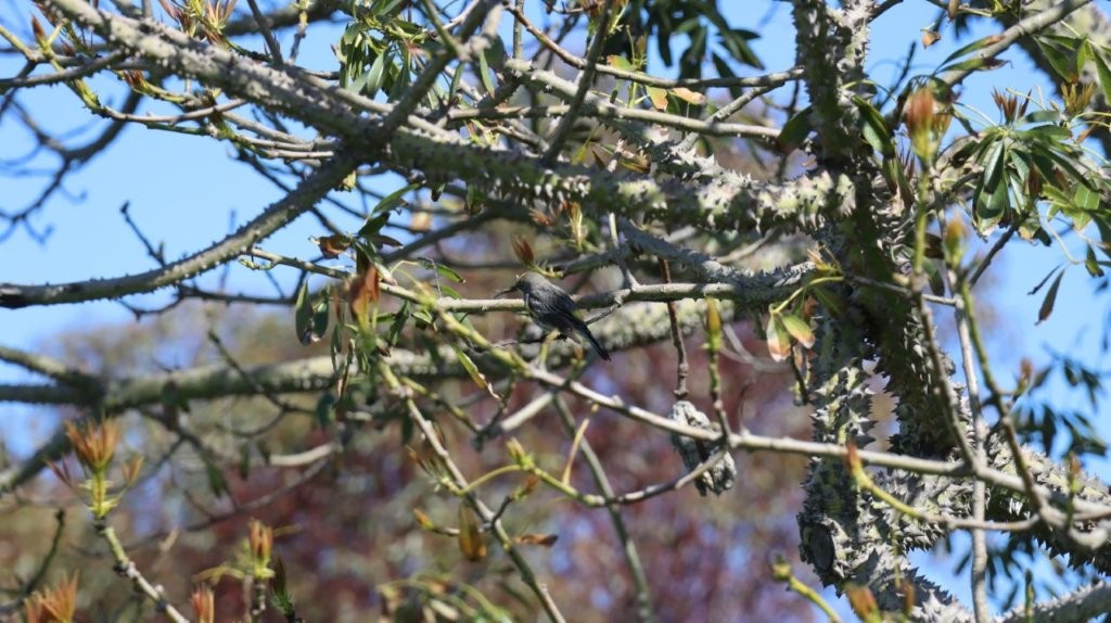 A bird on a tree branch

AI-generated content may be incorrect.