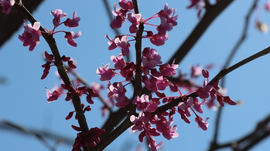 A close-up of a tree branch with pink flowers

AI-generated content may be incorrect.