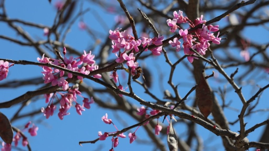A close-up of a tree with pink flowers

AI-generated content may be incorrect.