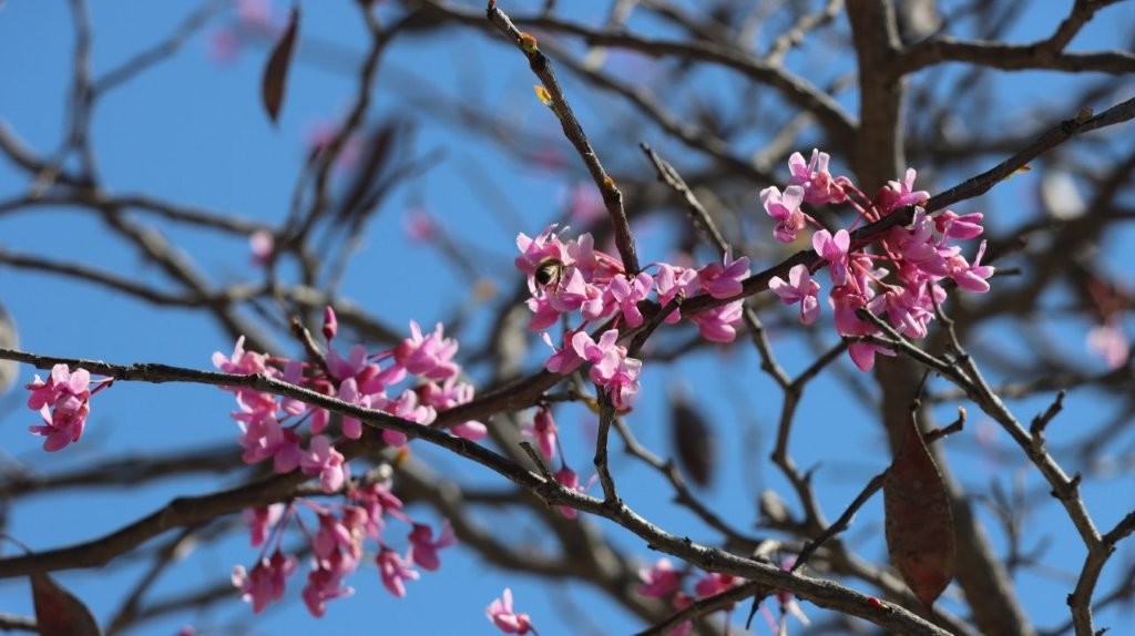 A tree with pink flowers

AI-generated content may be incorrect.