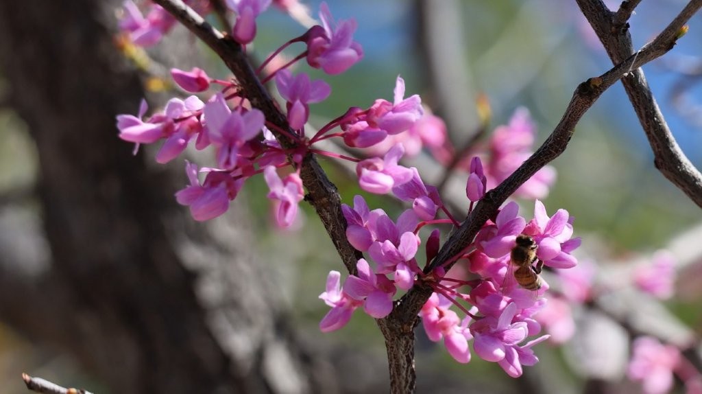 A bee on a pink flower

AI-generated content may be incorrect.