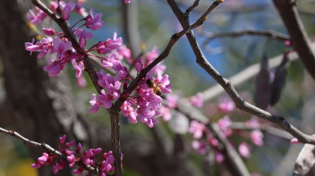 A bee on a flower

AI-generated content may be incorrect.