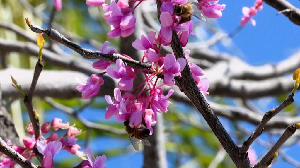 A bee on a flower

AI-generated content may be incorrect.