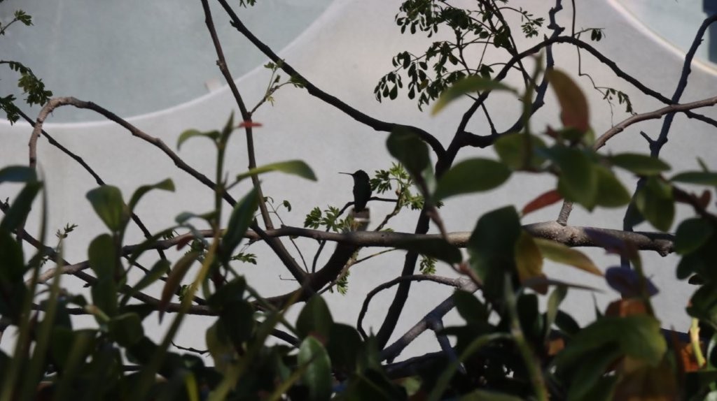 A bird sitting on a branch

AI-generated content may be incorrect.