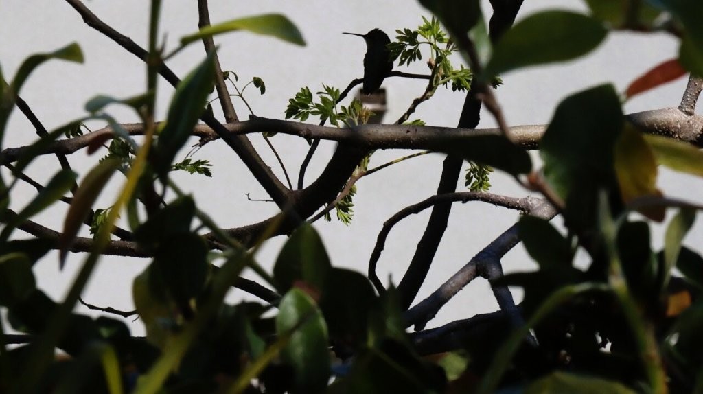 A bird sitting on a branch

AI-generated content may be incorrect.