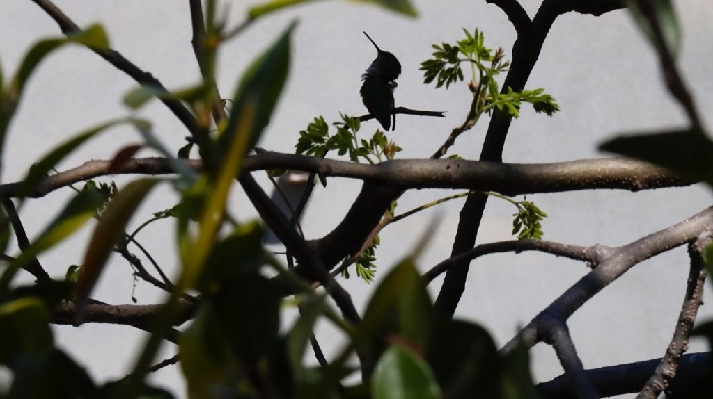 A bird sitting on a branch

AI-generated content may be incorrect.
