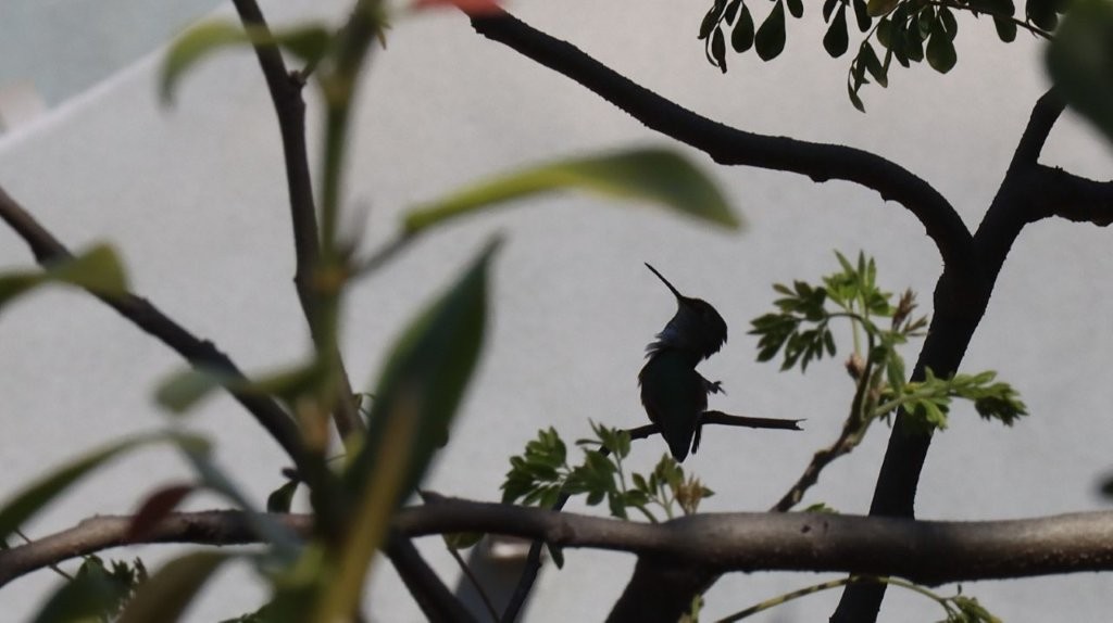 A bird sitting on a branch

AI-generated content may be incorrect.