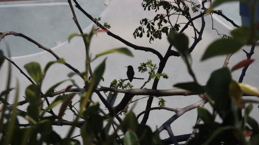 A bird sitting on a branch

AI-generated content may be incorrect.