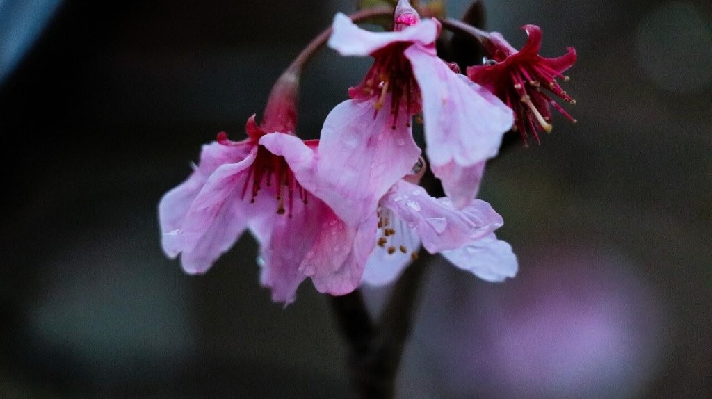 Close-up of a pink flower

AI-generated content may be incorrect.