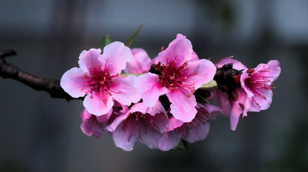 Close-up of pink flowers on a branch

AI-generated content may be incorrect.