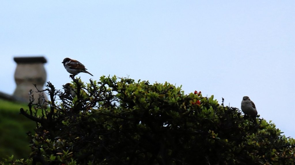 A bird perched on a tree

AI-generated content may be incorrect.
