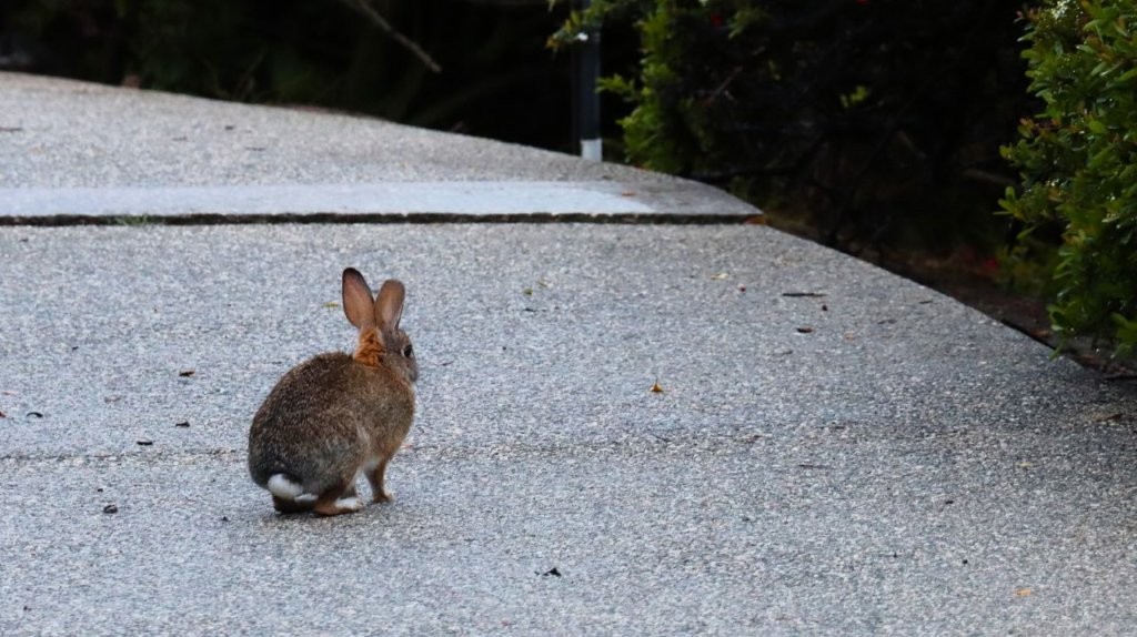 A rabbit on a sidewalk

AI-generated content may be incorrect.