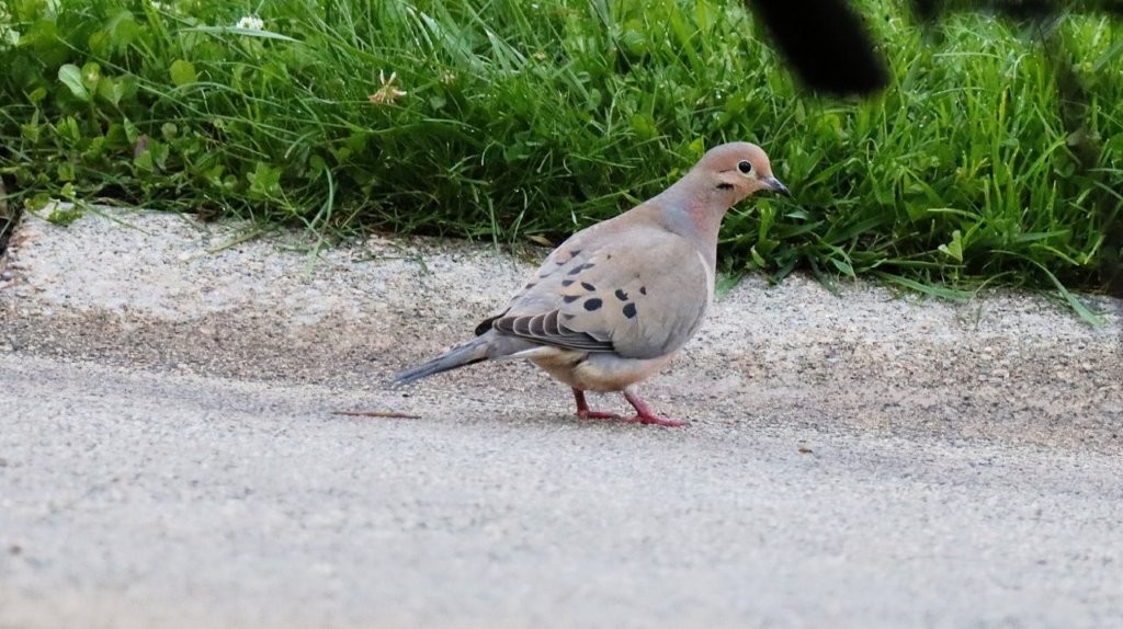 A bird standing on the ground

AI-generated content may be incorrect.