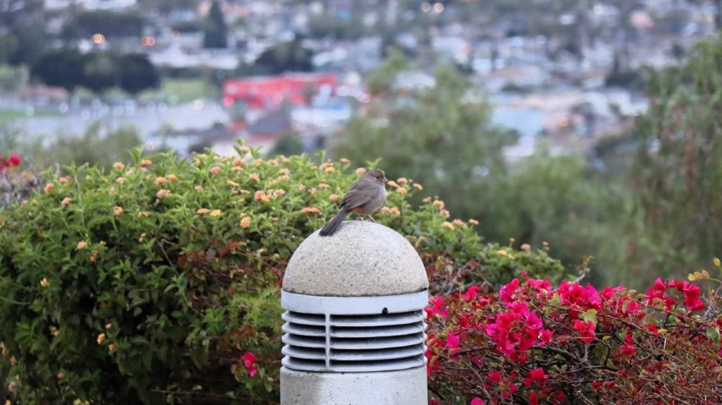 A bird on top of a pole

AI-generated content may be incorrect.