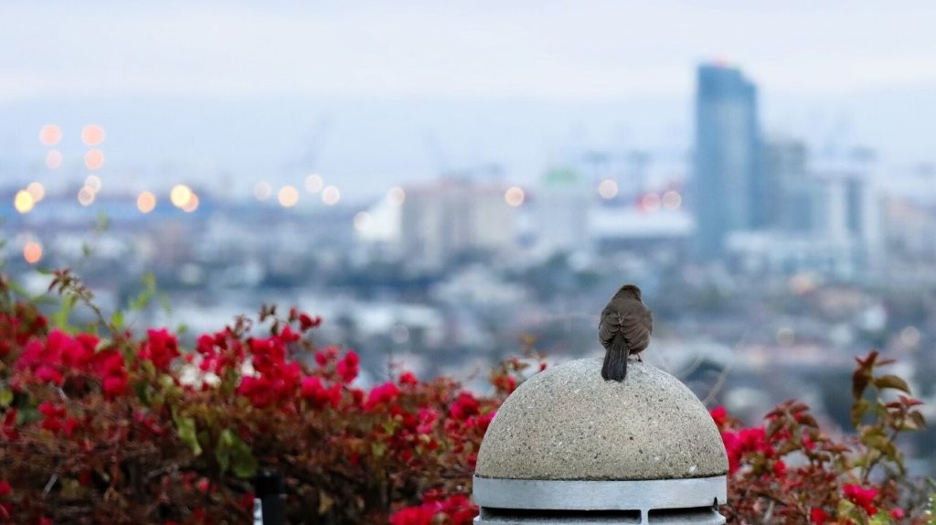 A bird on top of a round object

AI-generated content may be incorrect.