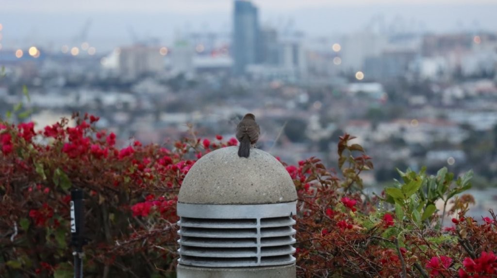 A bird on top of a concrete object

AI-generated content may be incorrect.
