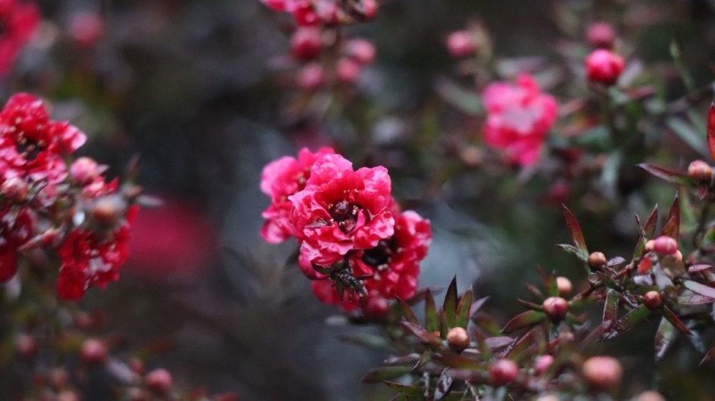 A close-up of a flower

AI-generated content may be incorrect.