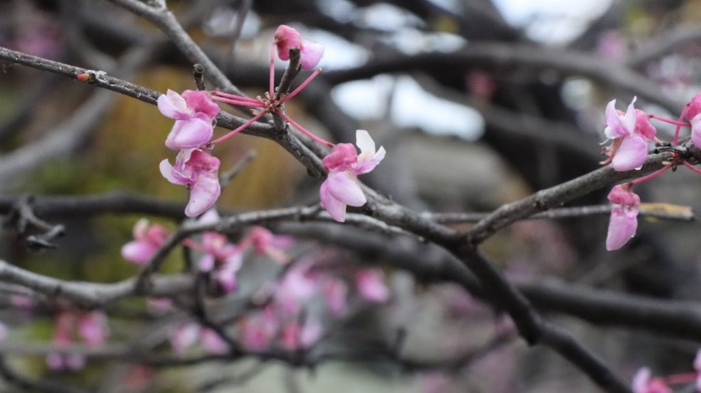 A close-up of a tree branch with pink flowers

AI-generated content may be incorrect.