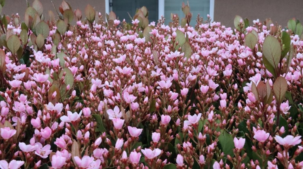 A close-up of pink flowers

AI-generated content may be incorrect.