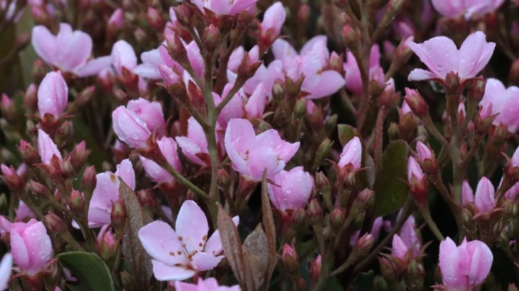 A close-up of pink flowers

AI-generated content may be incorrect.