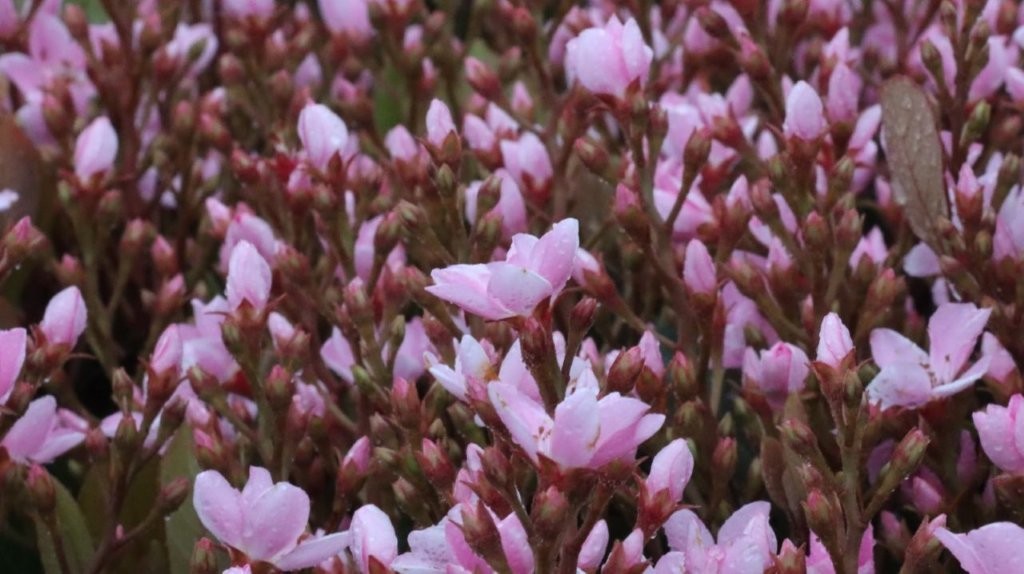 A close-up of pink flowers

AI-generated content may be incorrect.