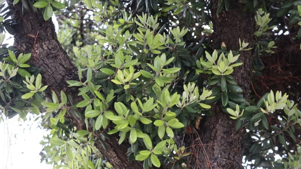 A tree with green leaves

AI-generated content may be incorrect.