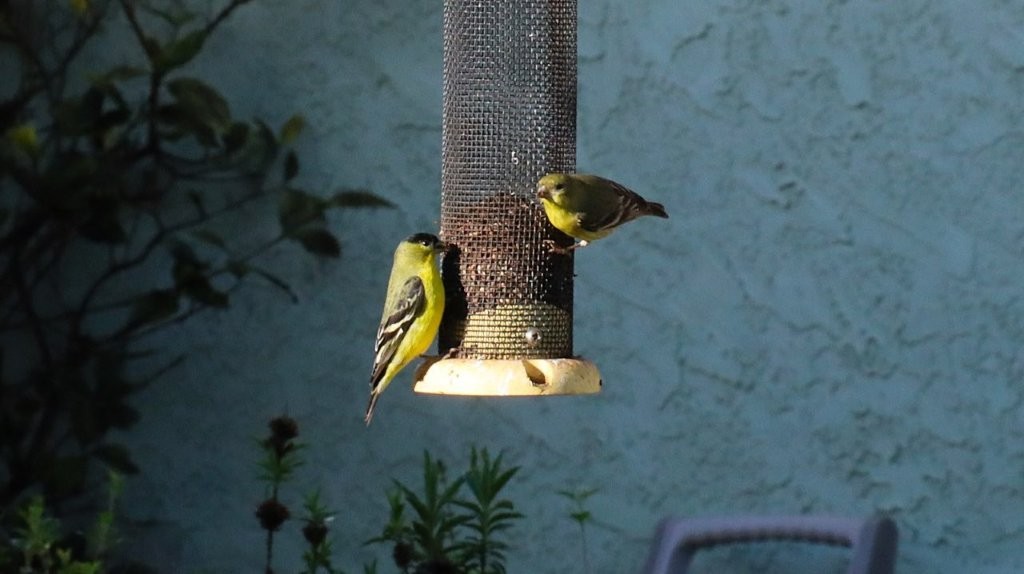 A couple of birds on a bird feeder

AI-generated content may be incorrect.