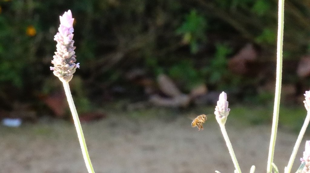 A bee flying over a flower

AI-generated content may be incorrect.