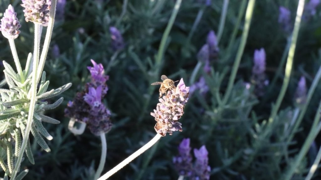 A bee on a flower

AI-generated content may be incorrect.